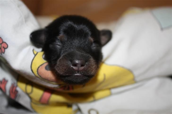 Blanding af racer Johan jack - Hmm de siger jeg har flyveøre..Ka det nu passe billede 2