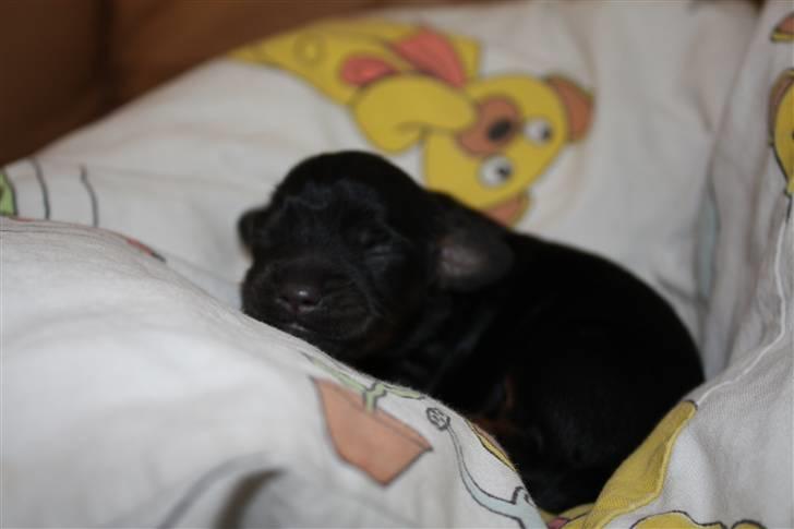 Blanding af racer Johan jack - Ahh. billede 4