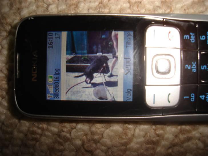 Blanding af racer bertil billede 6