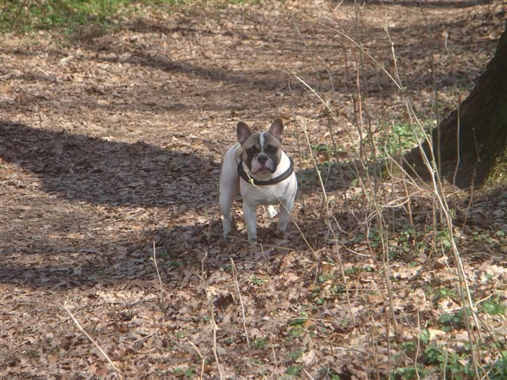 Fransk bulldog - Nuggi - En lille skovtur billede 13