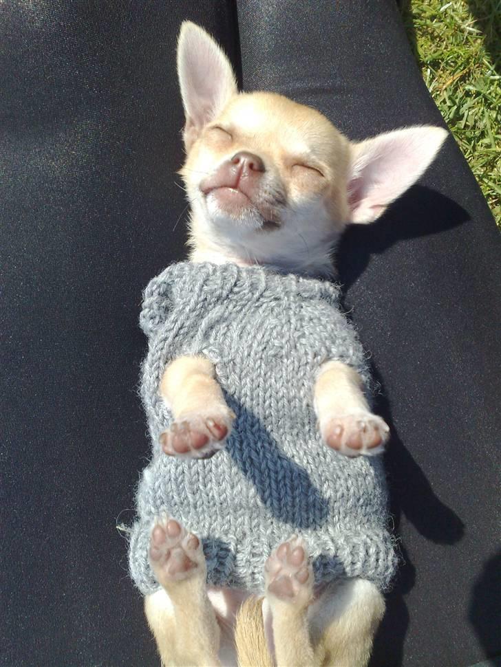 Chihuahua Jayla billede 6