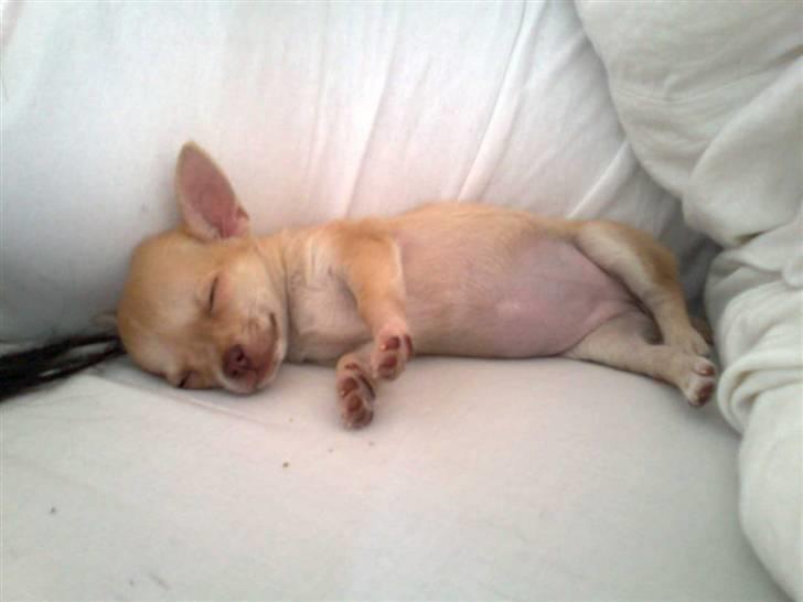 Chihuahua Jayla billede 7