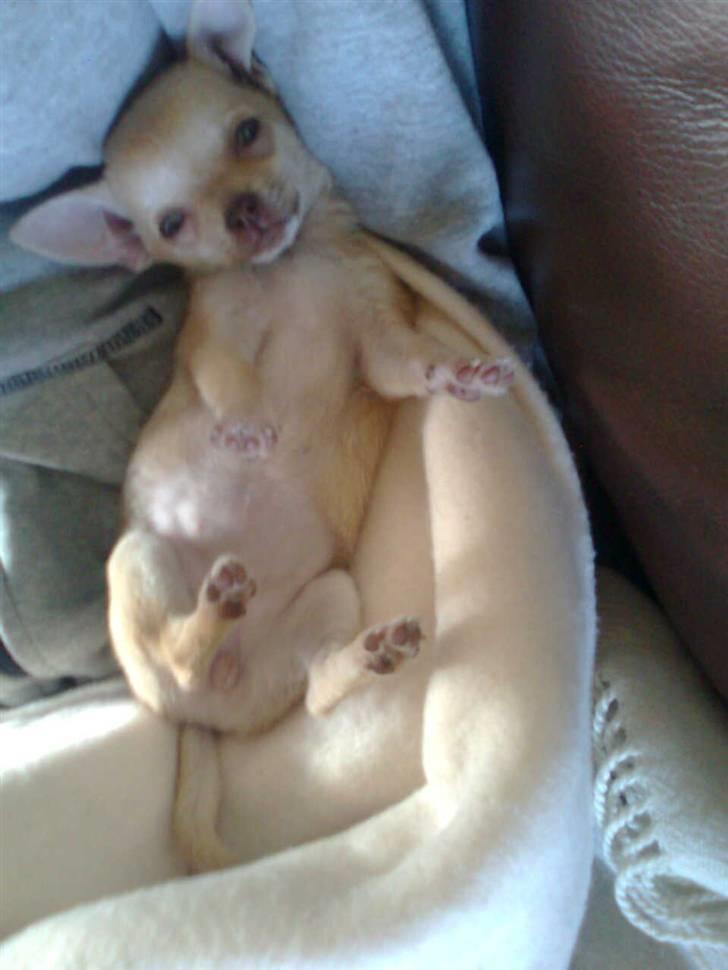 Chihuahua Jayla billede 8