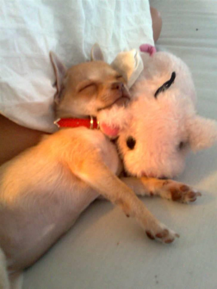 Chihuahua Jayla billede 9