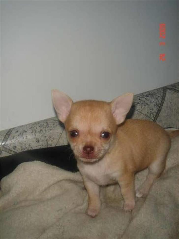 Chihuahua Jayla billede 10