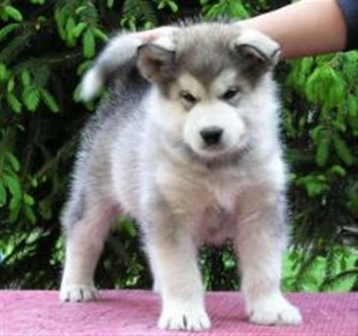 Alaskan malamute Enzo billede 1