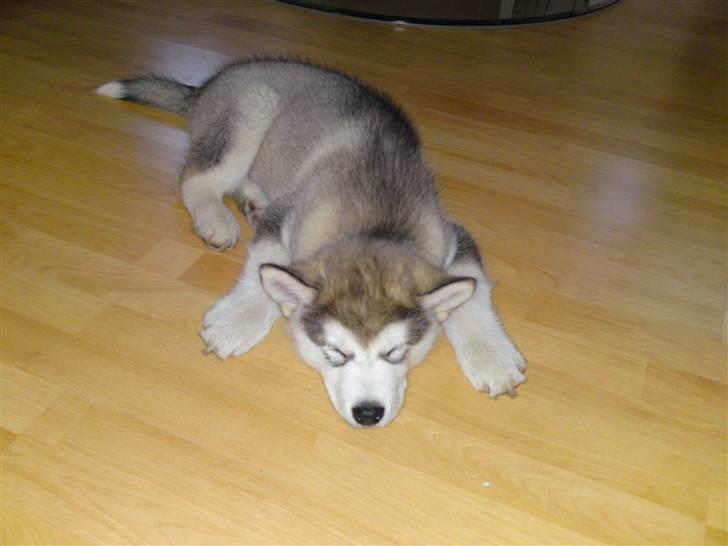 Alaskan malamute Enzo billede 2