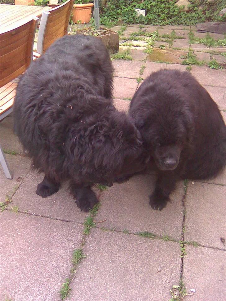 Newfoundlænder basil RiP billede 6