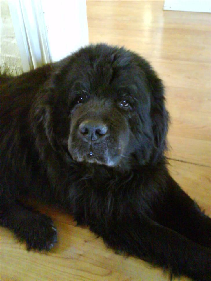 Newfoundlænder basil RiP billede 7