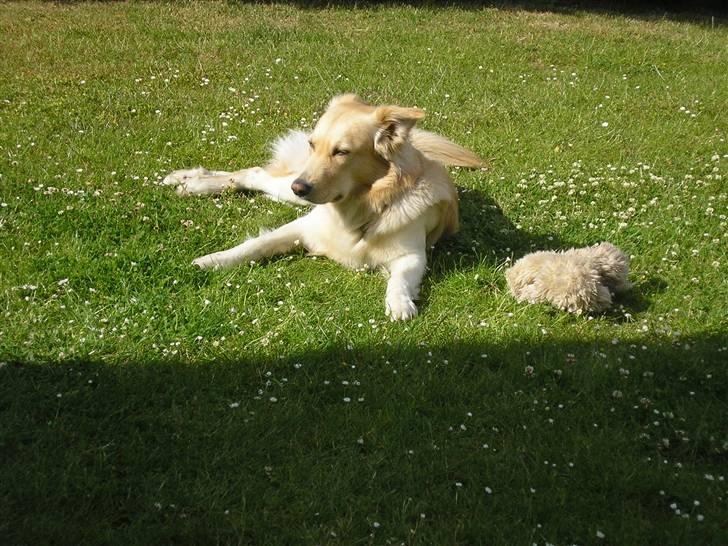 Golden retriever bmse billede 11