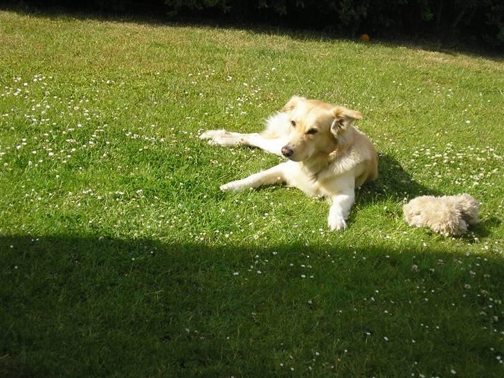 Golden retriever bmse billede 12