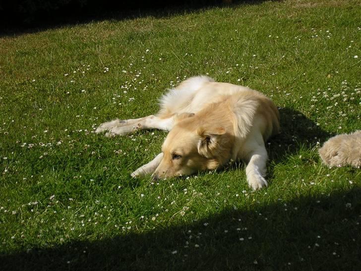 Golden retriever bmse billede 13