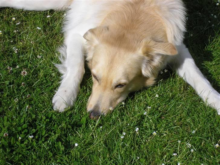 Golden retriever bmse billede 14