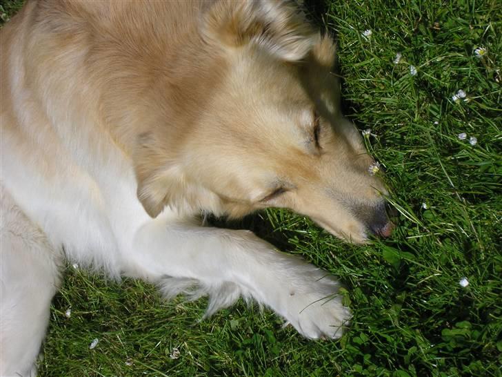 Golden retriever bmse billede 15