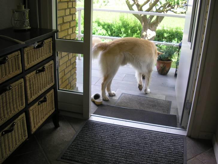 Golden retriever bmse billede 16