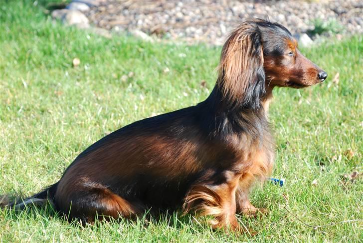 Miniature gravhund Bornebuschs Daisy - Bornebusch´s Daisy billede 1