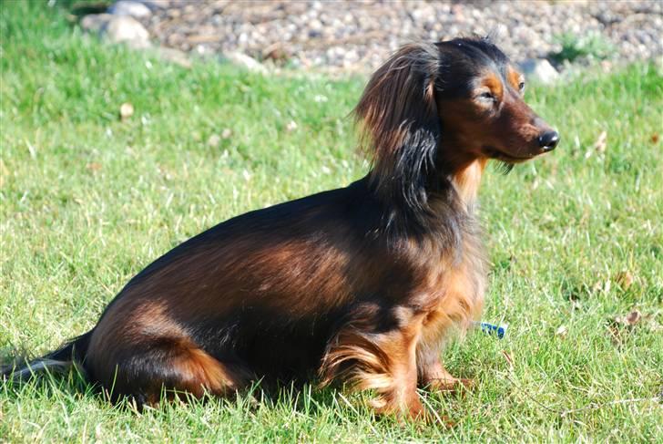 Miniature gravhund Bornebuschs Daisy - Bornebusch´s Daisy billede 2