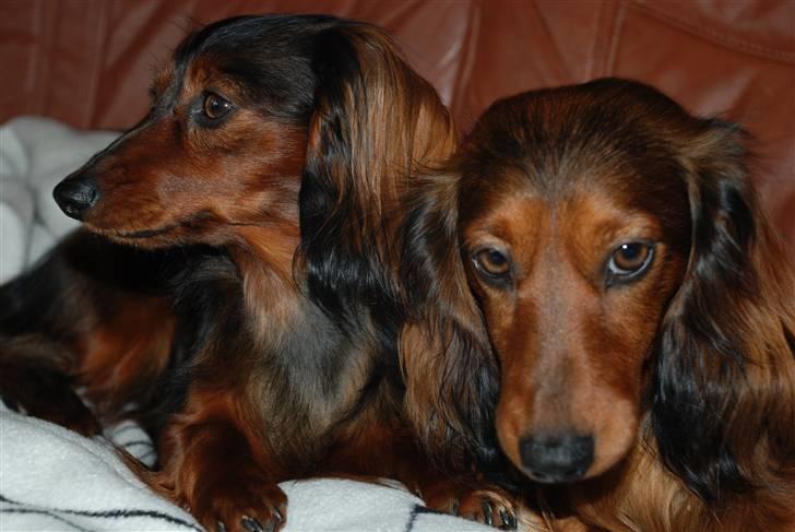 Miniature gravhund Bornebuschs Daisy - Daisy og Diamund slapper a´ i sofaen billede 3