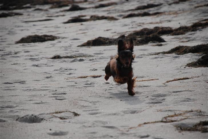 Miniature gravhund Bornebuschs Daisy - Bornebusch´s Daisy - strandtur billede 4