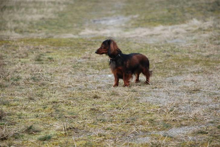 Miniature gravhund Bornebuschs Daisy - Bornebusch´s Daisy - strandtur billede 5
