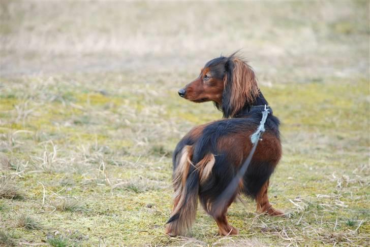 Miniature gravhund Bornebuschs Daisy - Bornebusch´s Daisy - strandtur billede 6