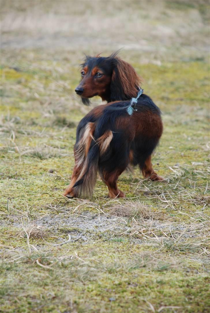 Miniature gravhund Bornebuschs Daisy - Bornebusch´s Daisy - strandtur billede 7