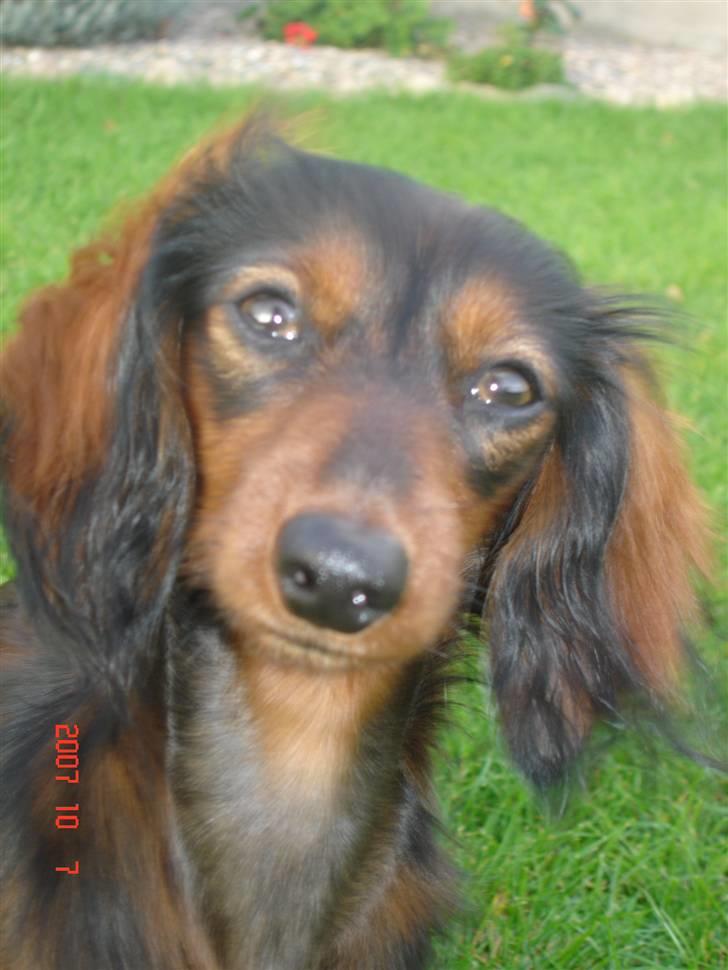 Miniature gravhund Bornebuschs Daisy - Bornebusch´s Daisy - Tit tit billede 8