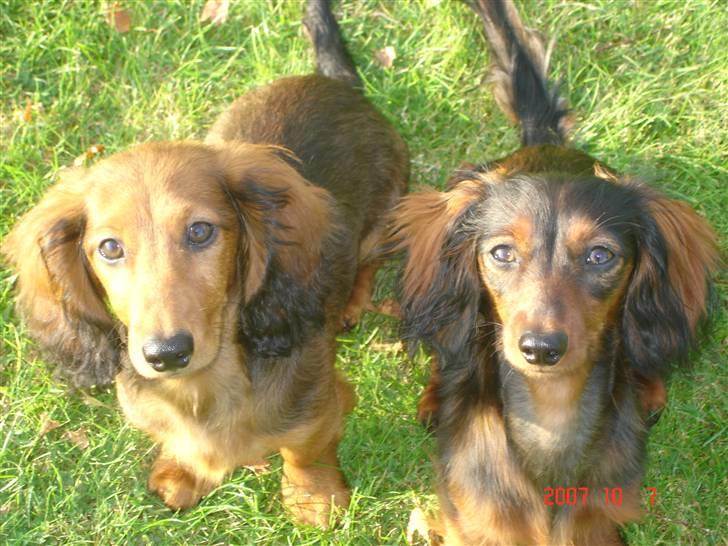 Miniature gravhund Bornebuschs Daisy - Daisy og Diamund  Er vi på nu?? billede 9