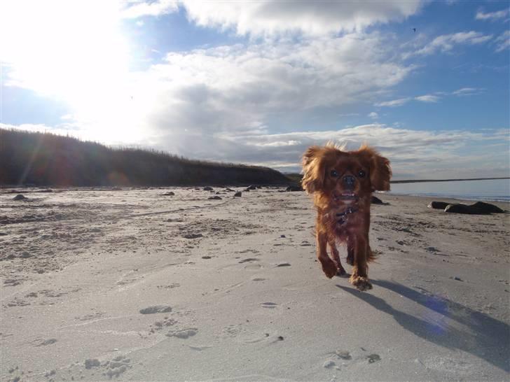 Cavalier king charles spaniel Tjalfe billede 1