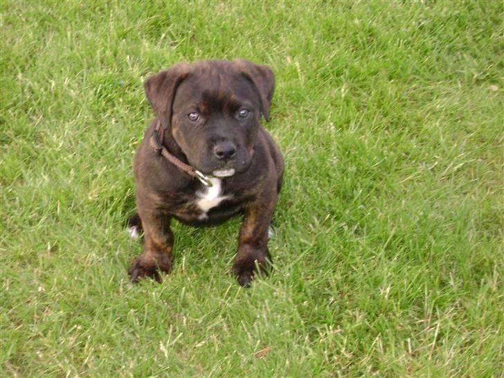 Blanding af racer Bamse billede 1