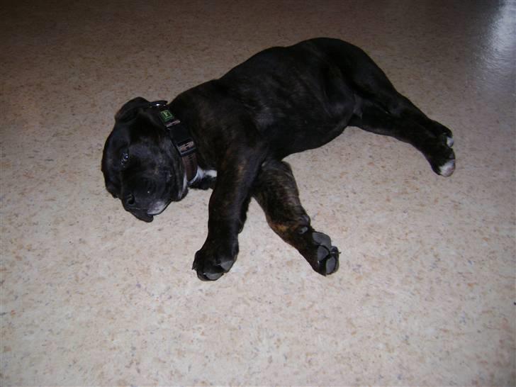 Blanding af racer Bamse billede 2