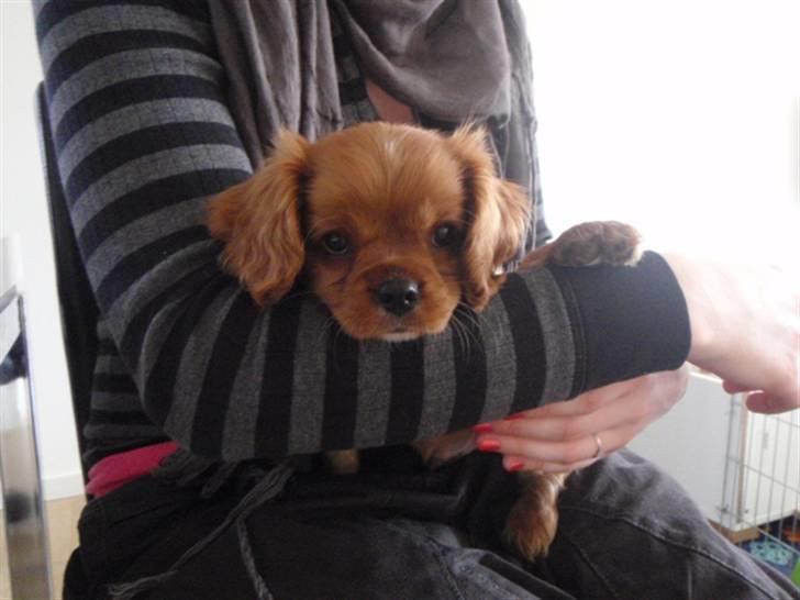 Cavalier king charles spaniel Tjalfe billede 2