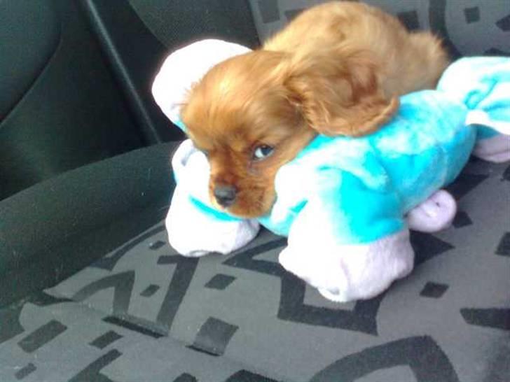 Cavalier king charles spaniel Tjalfe billede 3