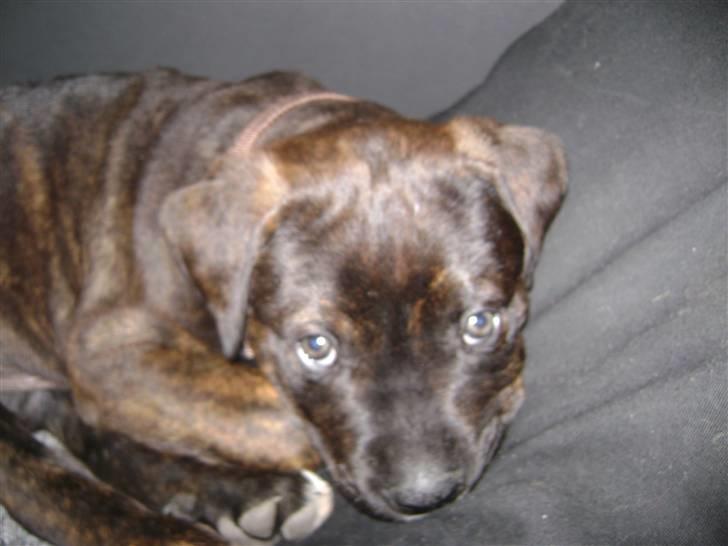 Blanding af racer Bamse billede 3