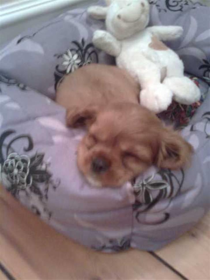 Cavalier king charles spaniel Tjalfe billede 4