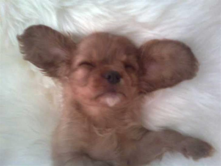 Cavalier king charles spaniel Tjalfe billede 5