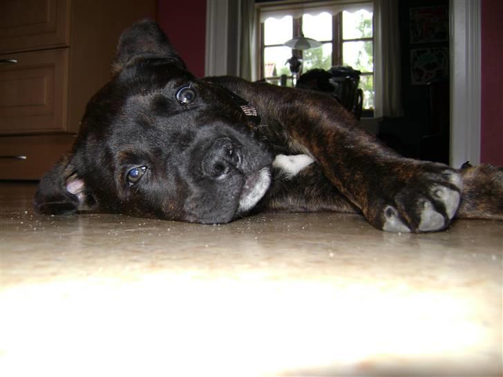 Blanding af racer Bamse billede 4