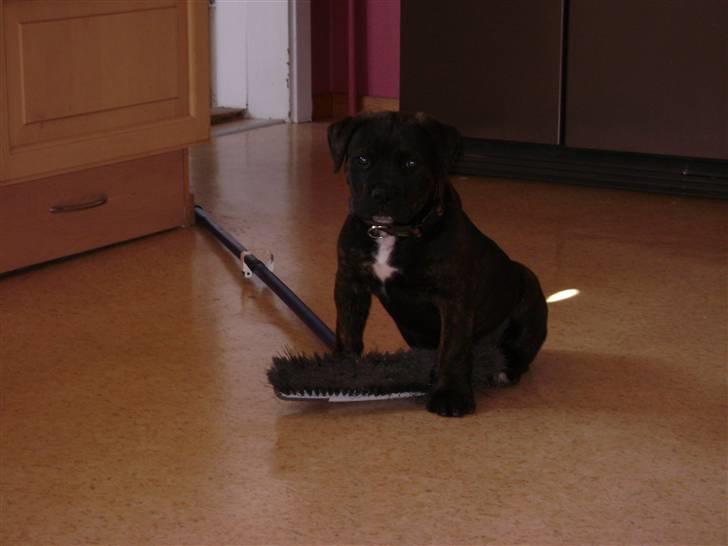 Blanding af racer Bamse billede 5