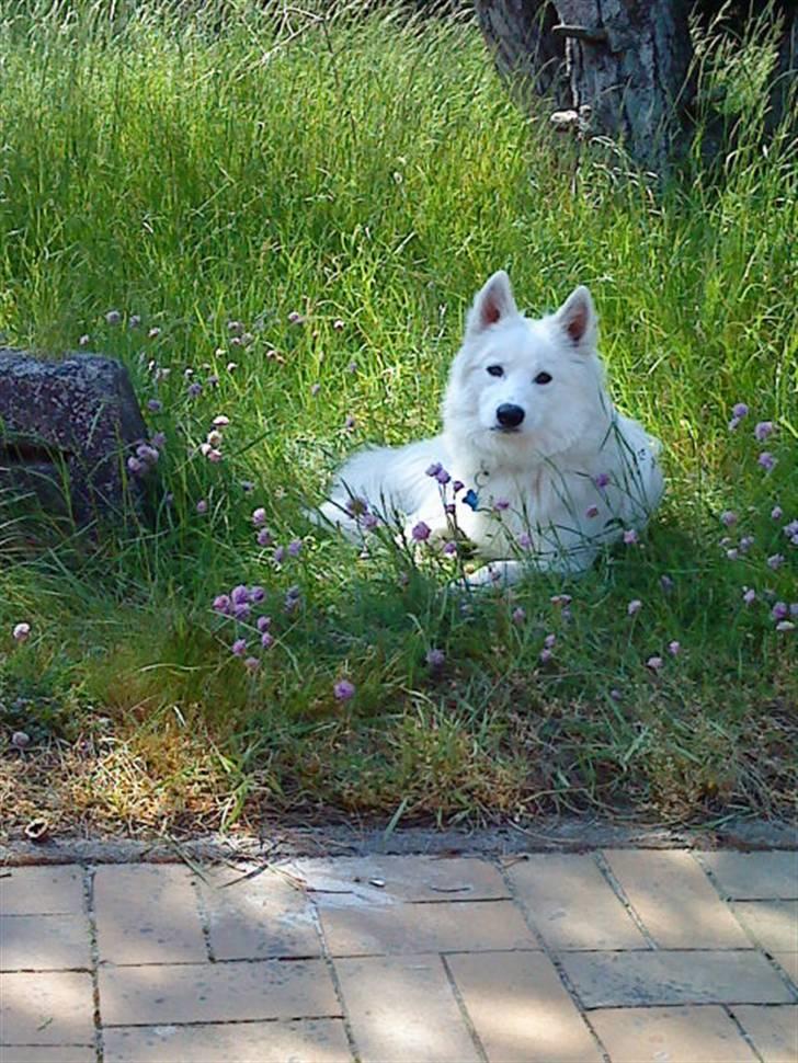 Blanding af racer dansk spids og samojede billede 11