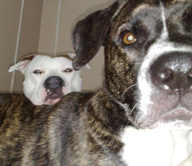 Amerikansk staffordshire terrier PIXIE - Pixie bruger Constantin som hovedpude.... :-) billede 17