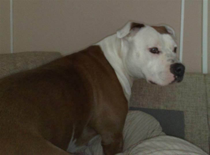 Amerikansk staffordshire terrier PIXIE billede 18