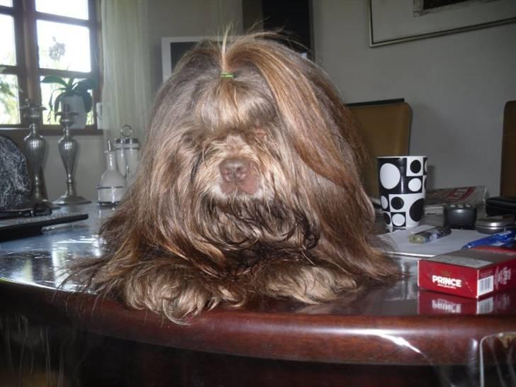 Shih tzu Ludwig. RIP ! - Hej, jeg hedder Ludwig.    Velkommen til min profil :D <3 billede 1