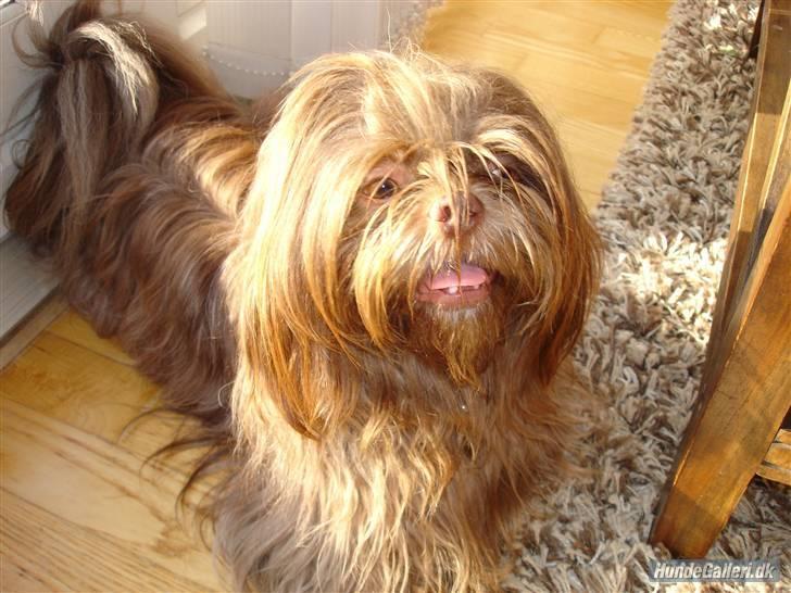 Shih tzu Ludwig. RIP ! - Er jeg ikke bare sød :) billede 2