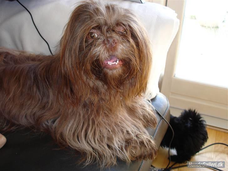 Shih tzu Ludwig. RIP ! - Så lægger man lige og nyder livet lidt :) billede 3