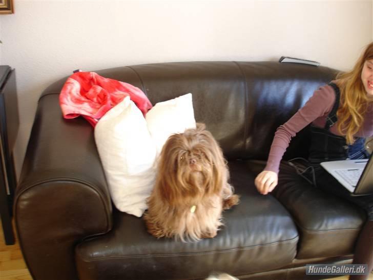 Shih tzu Ludwig. RIP ! - Også slapper jeg af   xD billede 4