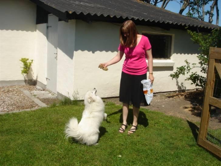 Japansk spids Bella billede 7