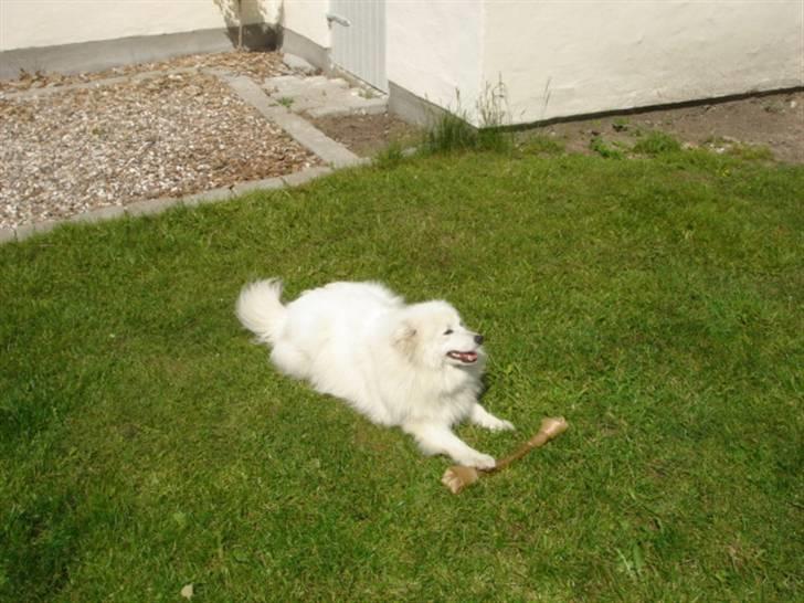 Japansk spids Bella billede 8