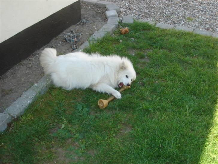 Japansk spids Bella billede 9