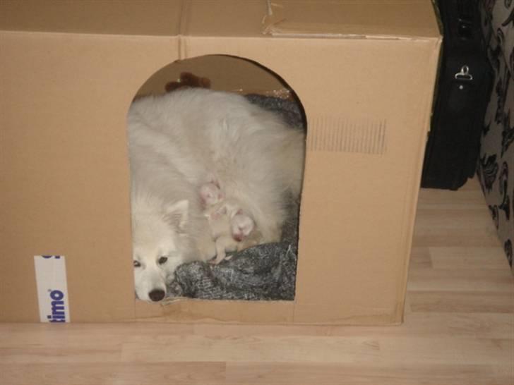 Japansk spids Bella billede 10