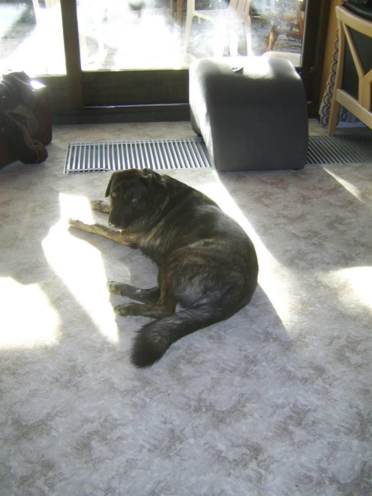 Blanding af racer Donna billede 9